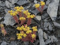 Sedum annuum 3, Eenjarig vetkruid, Saxifraga-Willem van Kruijsbergen