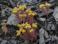 Sedum annuum 5, Eenjarig vetkruid, Saxifraga-Willem van Kruijsbergen