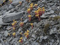 Sedum annuum 6, Eenjarig vetkruid, Saxifraga-Willem van Kruijsbergen