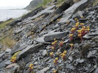 Sedum annuum 8, Eenjarig vetkruid, Saxifraga-Willem van Kruijsbergen