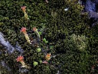 Sedum atratum 10, Saxifraga-Ed Stikvoort