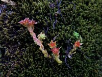 Sedum atratum 11, Saxifraga-Ed Stikvoort