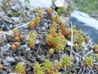 Sedum atratum 8, Saxifraga-Rutger Barendse