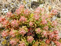 Sedum atratum 9, Saxifraga-Rutger Barendse