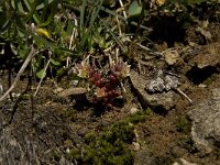 Sedum atratum ssp atratum 1, Saxifraga-Willem van Kruijsbergen