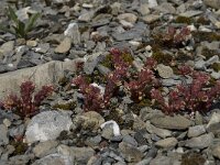Sedum atratum ssp atratum 2, Saxifraga-Willem van Kruijsbergen