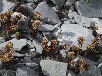 Sedum atratum ssp atratum 3, Saxifraga-Willem van Kruijsbergen