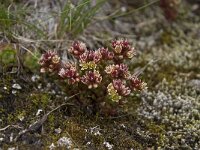 Sedum atratum ssp atratum 4, Saxifraga-Willem van Kruijsbergen