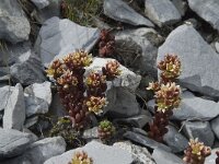 Sedum atratum ssp atratum 5, Saxifraga-Willem van Kruijsbergen