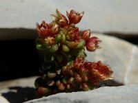 Sedum atratum ssp atratum 6, Saxifraga-Jan van der Straaten