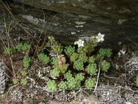 Sedum brevifolium 1, Saxifraga-Dirk Hilbers