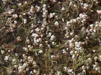 Sedum brevifolium 17, Saxifraga-Willem van Kruijsbergen