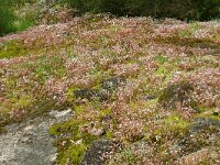 Sedum caespitosum 5, Saxifraga-Hans Grotenhuis