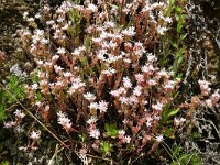 Sedum caespitosum 6, Saxifraga-Hans Grotenhuis
