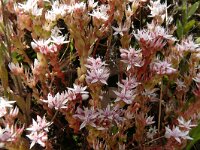 Sedum caespitosum 7, Saxifraga-Hans Grotenhuis