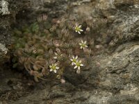 Sedum dasyphyllum 10, Dik vetkruid, Saxifraga-Willem van Kruijsbergen