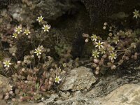 Sedum dasyphyllum 11, Dik vetkruid, Saxifraga-Willem van Kruijsbergen