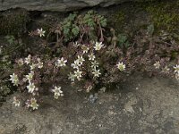 Sedum dasyphyllum 13, Dik vetkruid, Saxifraga-Willem van Kruijsbergen