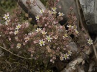 Sedum dasyphyllum 14, Dik vetkruid, Saxifraga-Jan van der Straaten