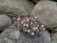 Sedum dasyphyllum 15, Dik vetkruid, Saxifraga-Jeroen Willemsen