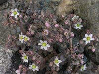 Sedum dasyphyllum 16, Dik vetkruid, Saxifraga-Rutger Barendse