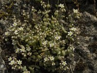 Sedum dasyphyllum 17, Dik vetkruid, Saxifraga-Jan van der Straaten