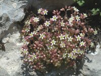 Sedum dasyphyllum 2, Dik vetkruid, Saxifraga-Marijke Verhagen