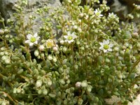 Sedum dasyphyllum 20, Dik vetkruid, Saxifraga-Rutger Barendse