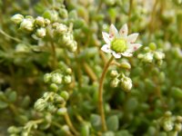Sedum dasyphyllum 21, Dik vetkruid, Saxifraga-Rutger Barendse