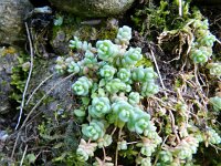 Sedum dasyphyllum 23, Dik vetkruid, Saxifraga-Rutger Barendse