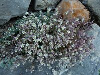 Sedum dasyphyllum 24, Dik vetkruid, Saxifraga-Ed Stikvoort : Poncebos s9900