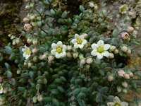 Sedum dasyphyllum 25, Dik vetkruid, Saxifraga-Ed Stikvoort : Refugio de Aliva - Sotres s9900