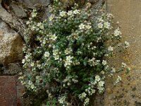 Sedum dasyphyllum 26, Dik vetkruid, Saxifraga-Ed Stikvoort : Refugio de Aliva - Sotres s9900