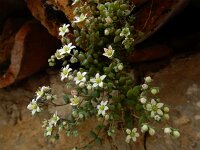Sedum dasyphyllum 27, Dik vetkruid, Saxifraga-Ed Stikvoort : Refugio de Aliva - Sotres s9900