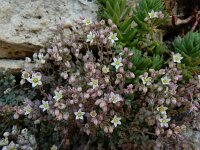 Sedum dasyphyllum 28, Dik vetkruid, Saxifraga-Ed Stikvoort : Poncebos s9900