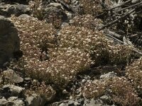 Sedum dasyphyllum 3, Dik vetkruid, Saxifraga-Jan van der Straaten