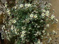 Sedum dasyphyllum 30, Dik vetkruid, Saxifraga-Ed Stikvoort : Refugio de Aliva - Sotres s9900