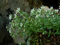Sedum dasyphyllum 31, Dik vetkruid, Saxifraga-Ed Stikvoort : Poncebos s9900
