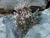 Sedum dasyphyllum 32, Dik vetkruid, Saxifraga-Ed Stikvoort : Poncebos s9900