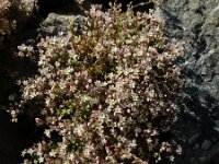 Sedum dasyphyllum 33, Dik vetkruid, Saxifraga-Ed Stikvoort : Poncebos s9900