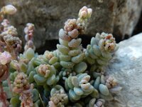 Sedum dasyphyllum 34, Dik vetkruid, Saxifraga-Ed Stikvoort : Poncebos s9900