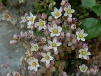 Sedum dasyphyllum 35, Dik vetkruid, Saxifraga-Ed Stikvoort : Poncebos s9900