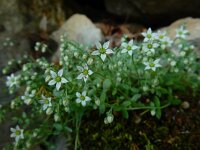 Sedum dasyphyllum 36, Dik vetkruid, Saxifraga-Ed Stikvoort : Poncebos s9900