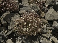 Sedum dasyphyllum 4, Dik vetkruid, Saxifraga-Jan van der Straaten