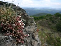 Sedum dasyphyllum 5, Dik vetkruid, Saxifraga-Dirk Hilbers