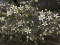 Sedum dasyphyllum 6, Dik vetkruid, Saxifraga-Willem van Kruijsbergen