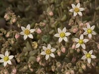 Sedum dasyphyllum 7, Dik vetkruid, Saxifraga-Willem van Kruijsbergen