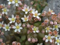 Sedum dasyphyllum 9, Dik vetkruid, Saxifraga-Jan van der Straaten
