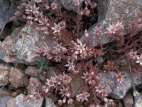 Sedum hirsutum 4, Saxifraga-Jan van der Straaten