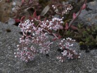 Sedum hirsutum 5, Saxifraga-Willem van Kruijsbergen